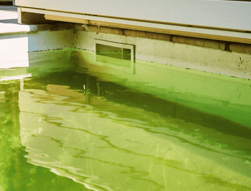 Algues-verte-parois_Gallery.png